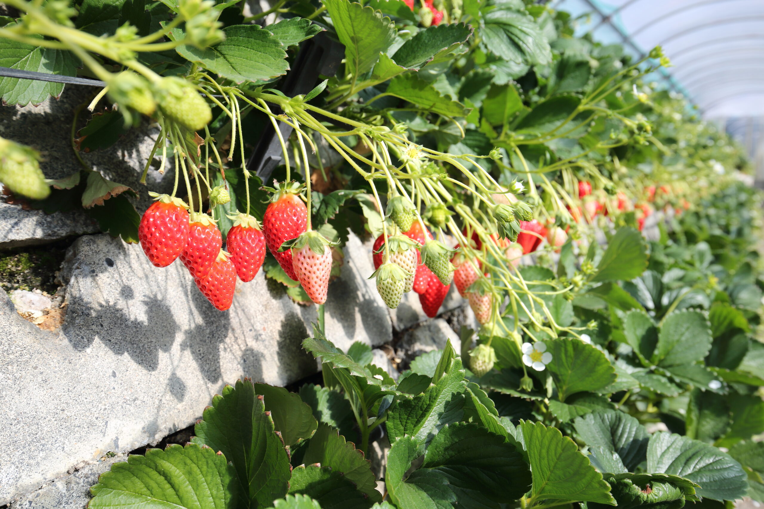 静岡市久能のまるとよ苺園のハウス内で実るいちごの様子