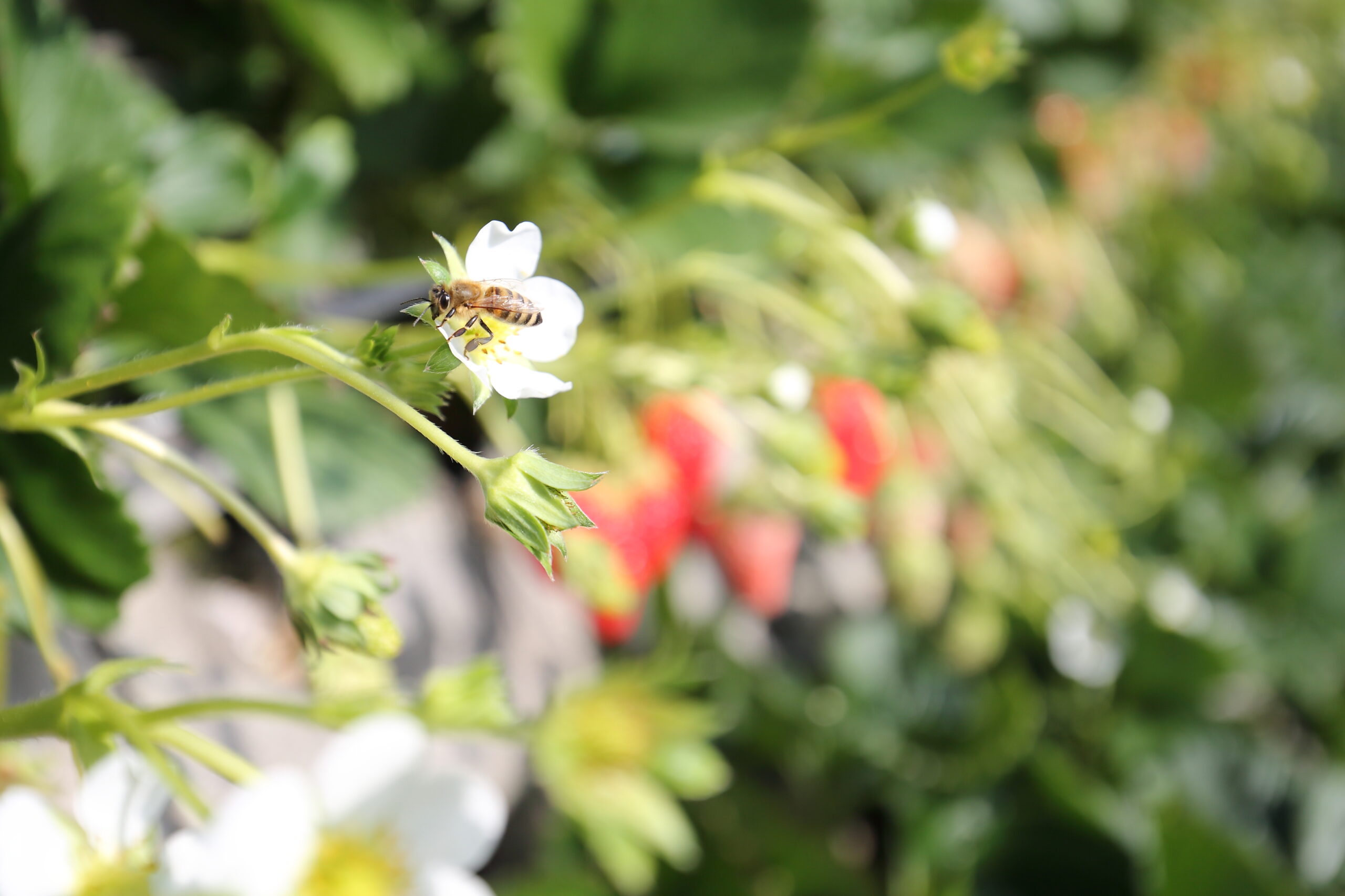 静岡市久能のまるとよ苺園で、いちごの花にとまるミツバチ